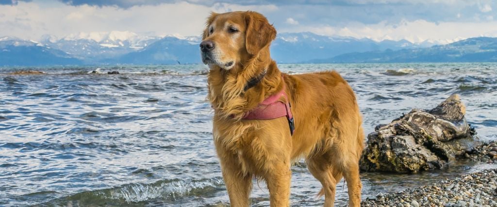 Golden Retriever on beach.