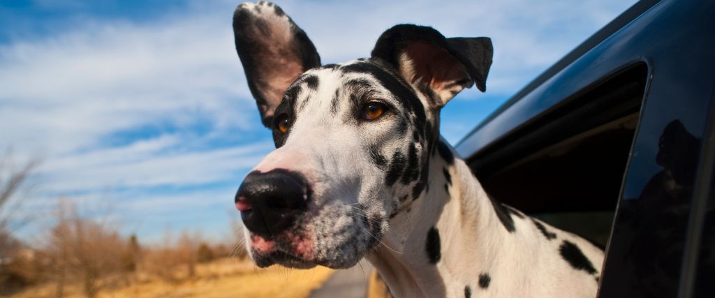 Great Dane with head out of a car window.