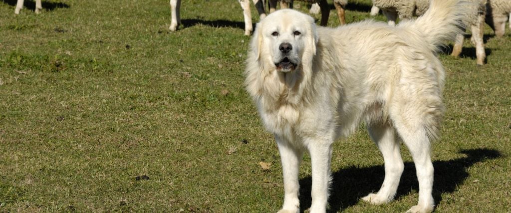 Great Pyrenees herding sheep.