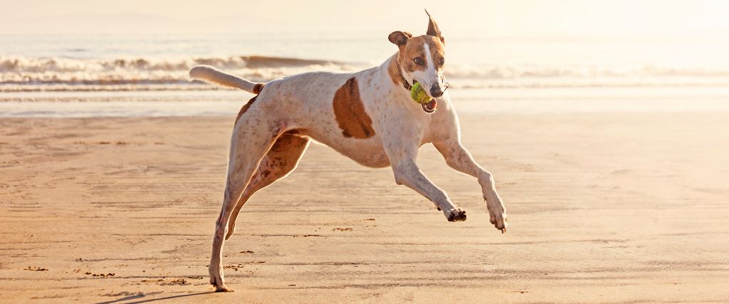 Greyhound playing on beach.