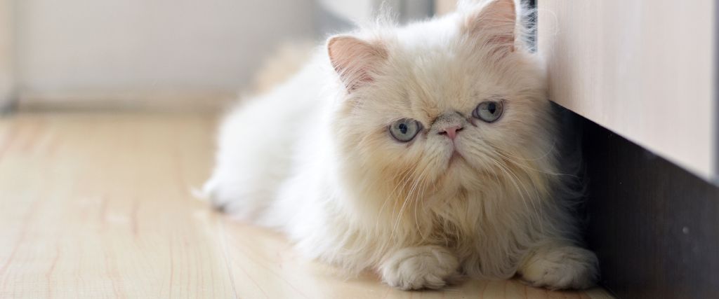 White Himalayan cat laying on floor.