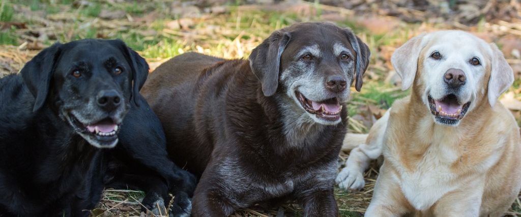 Chocolate labrador retriever, black labrador retriever, and yellow labrador retriever.