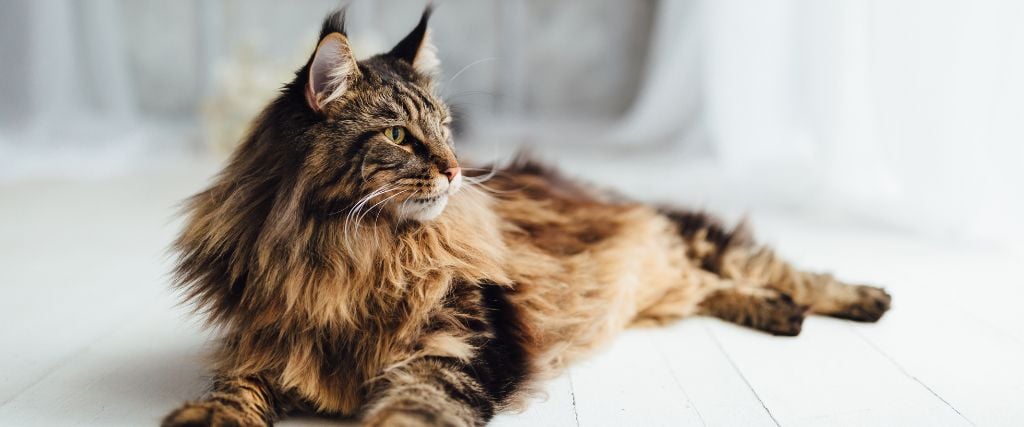 Maine Coon cat laying in the sun.