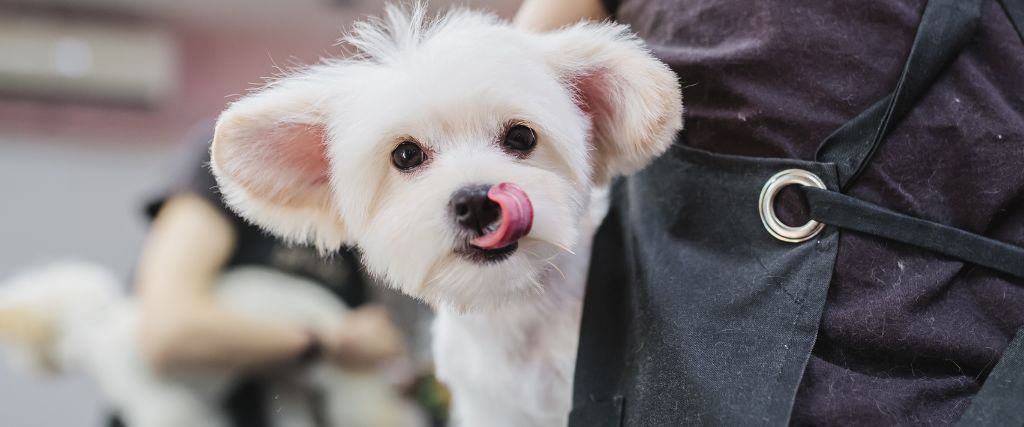 Maltese tongue on nose, being groomed.