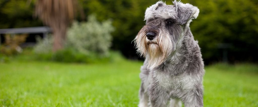 Miniature Schnauzer posing in yard.