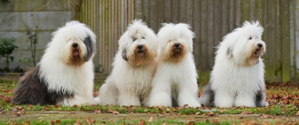 Four Old English Sheepdogs posing for the camera.