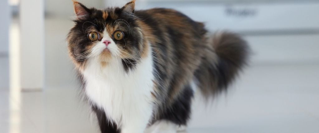 Calico Persian cat walking.