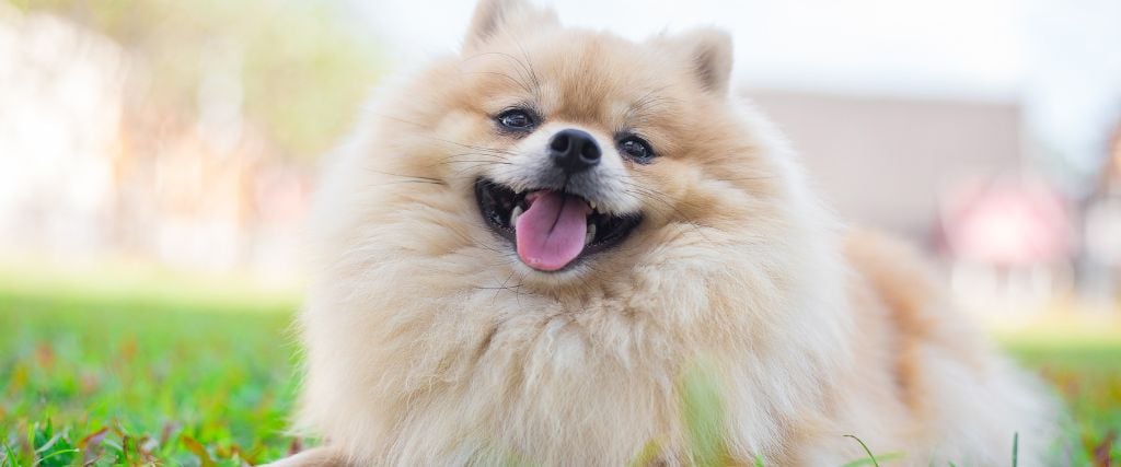 Pomeranian laying in grass.