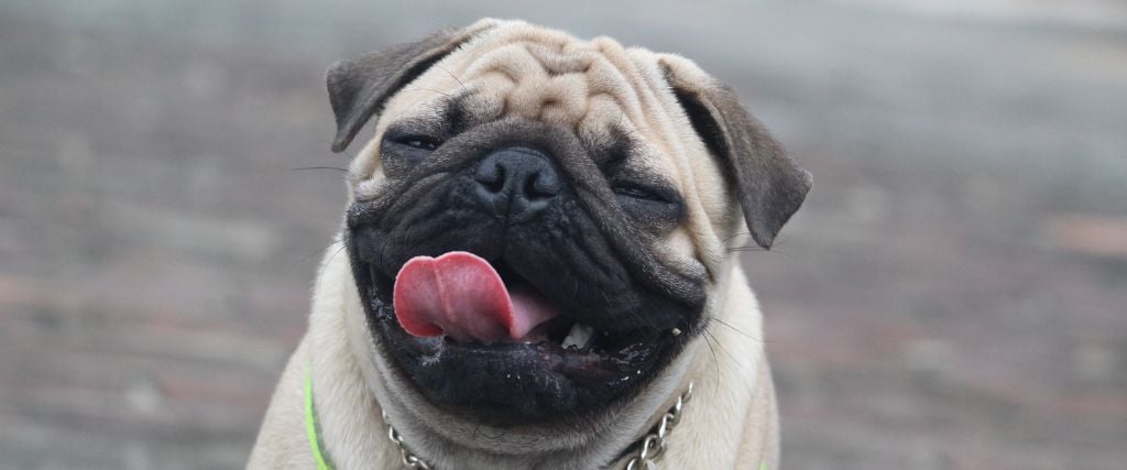 Pug smiling at camera.