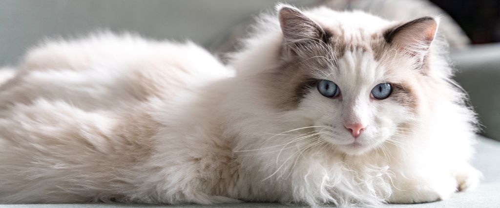 Ragdoll cat laying on couch.