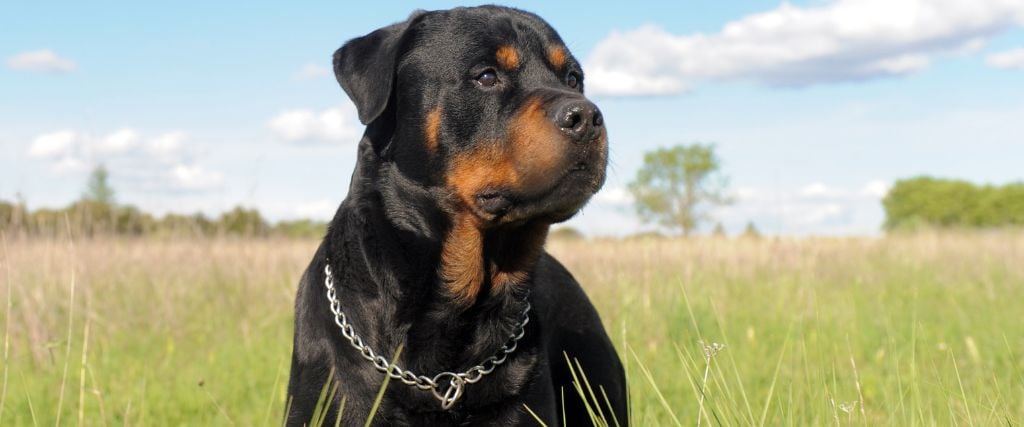 Rottweiler guarding a field.