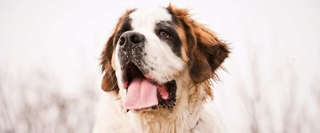 Saint Bernard tongue sticking out.