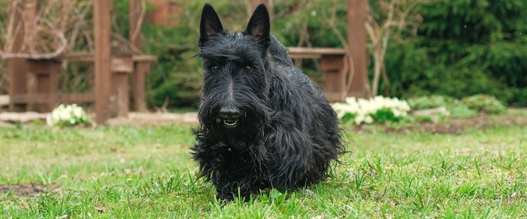 Scottish Terrier running in yard.