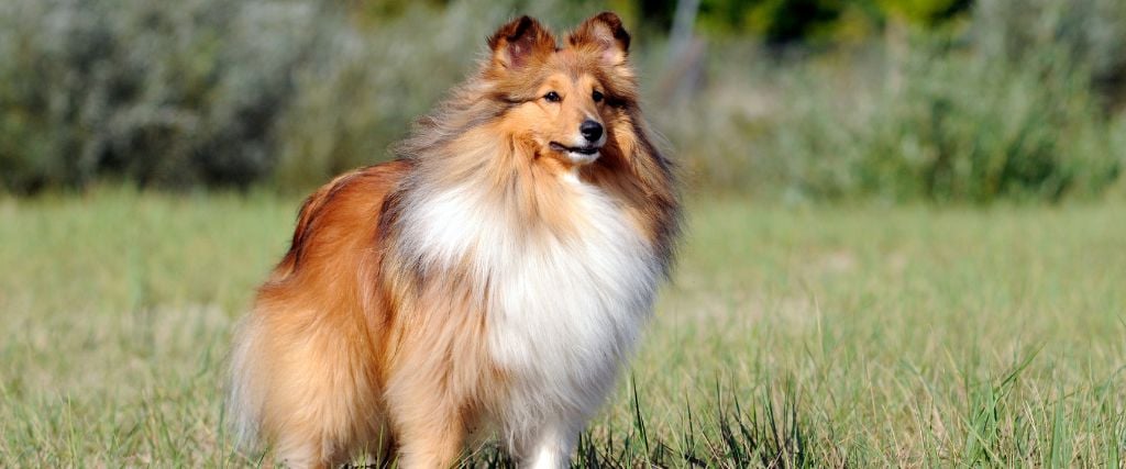 Shetland Sheepdog in herding field. 