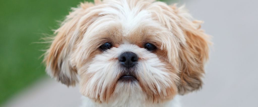 Close up of Shih Tzu face.