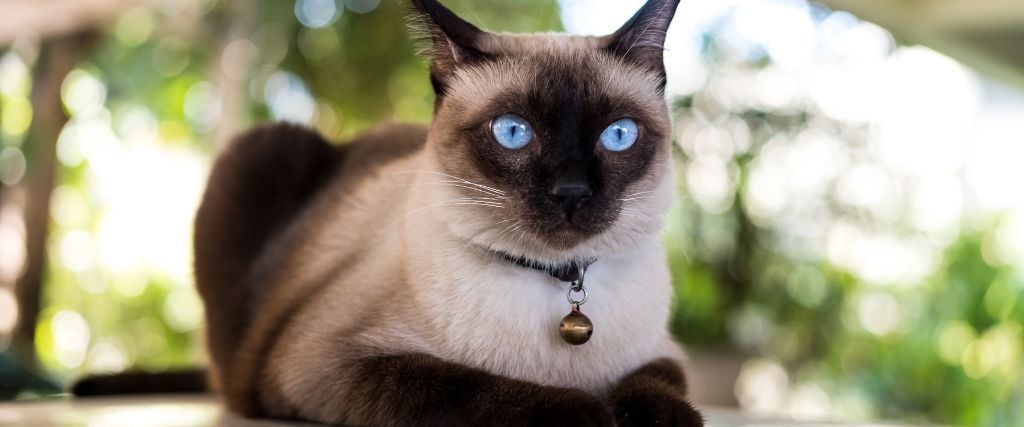 Siamese cat outdoor on ledge.