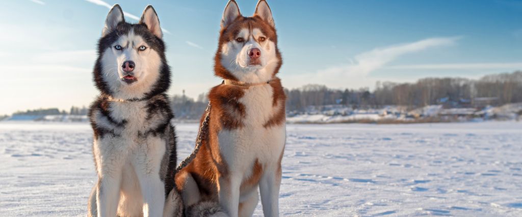 Gray and white and liver and white Siberian huskies in the snow