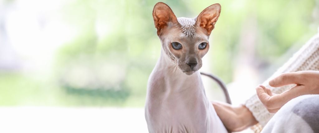 Sphynx cat on owner's lap.