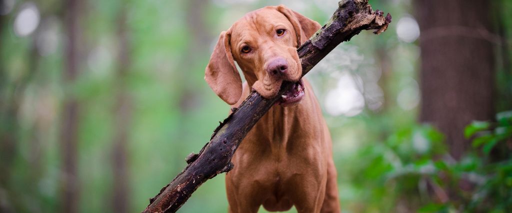 Vizsla with large stick in mouth.