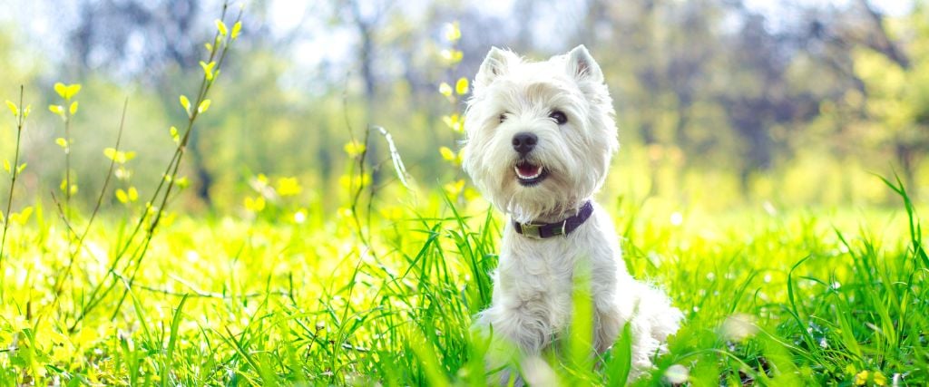 West Highland White Terrier in field.