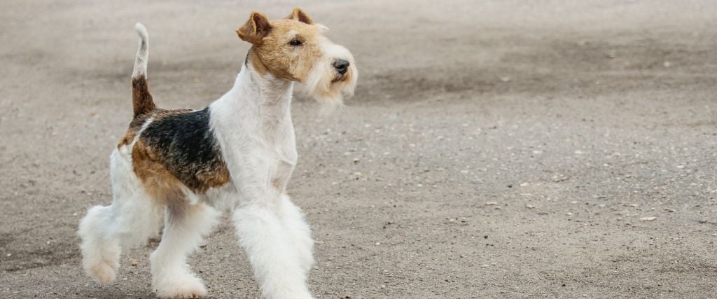 Wirehaired Fox Terrier walking.