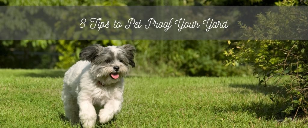8 Tips for Pet Proofing Your Yard for Spring and Summer