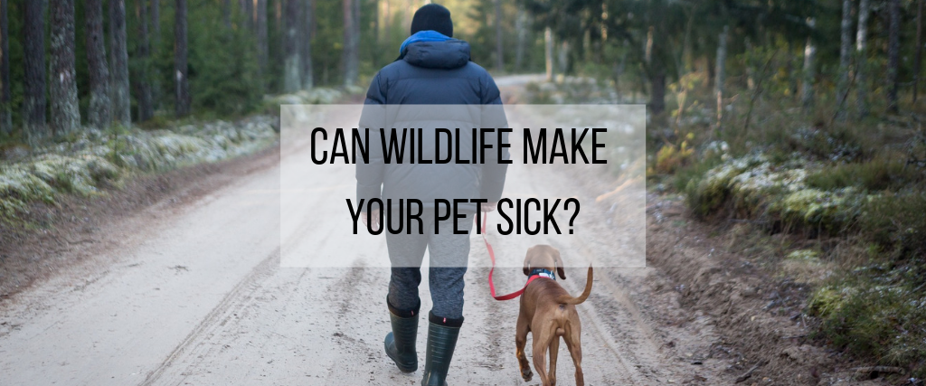 Can Wildlife Make Your Pet Sick?