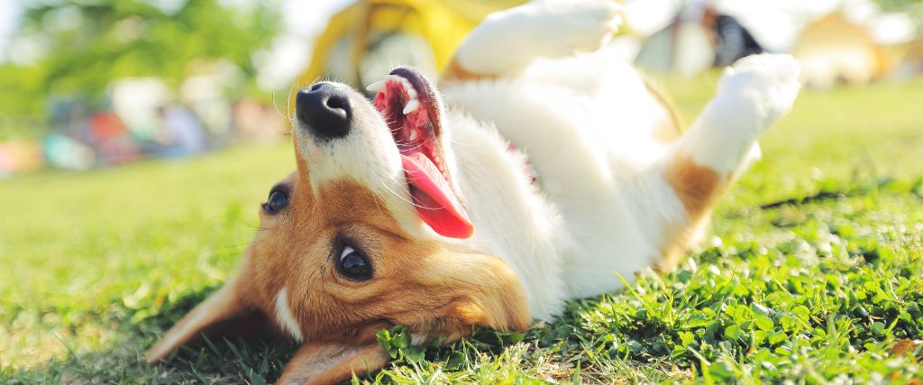 10 Commonly Asked Questions About Dogs and Their Surprising Answers