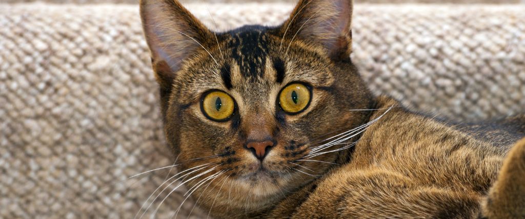 5 Common CAT-astrophes and How to Handle