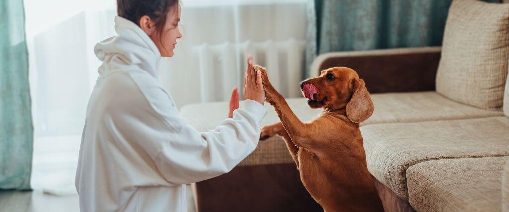 5 Fun Indoor Games to Keep Your Dog Entertained When It&#039;s Too Cold Outside