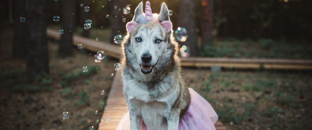 8 Howl-o-ween Costumes That Will Make Your Dog the Bark of the Town
