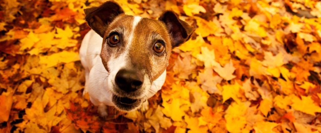 Avoid Pancreatitis in Dogs This Thanksgiving By Following These Tips