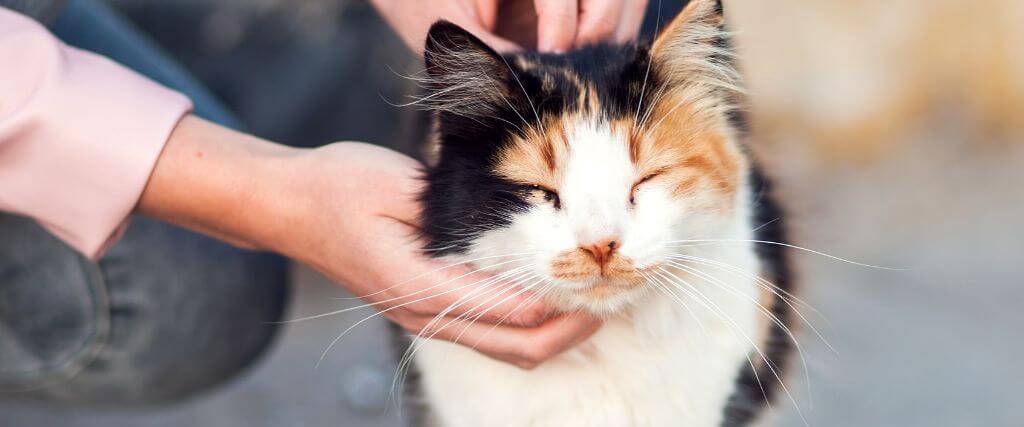 Feline Diabetes: A Veterinarian&#039;s  Insights for Optimal Cat Health and Wellness