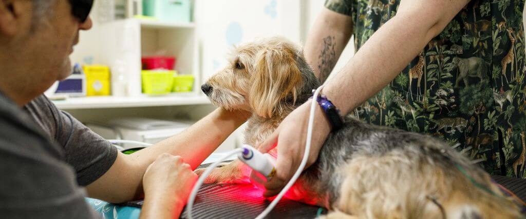 A Deep Dive into Veterinary Laser Therapy