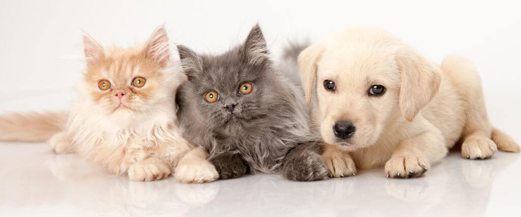 The Role of Spaying and Neutering in Preventative Care