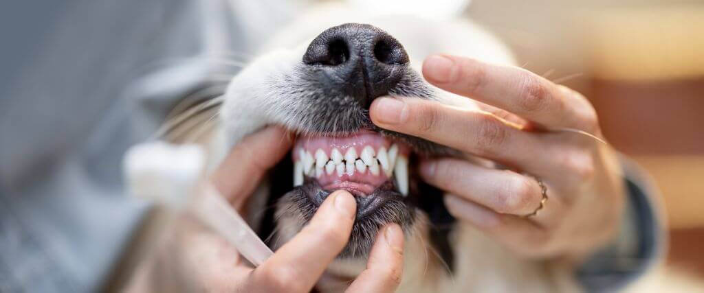 The Ultimate Dog Dental Guide