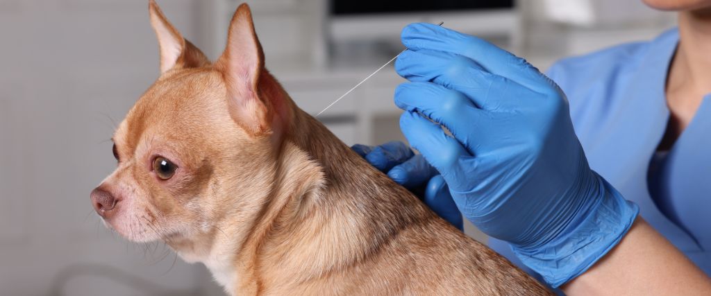 Getting to the Point: Is Acupuncture Right for Your Pet?