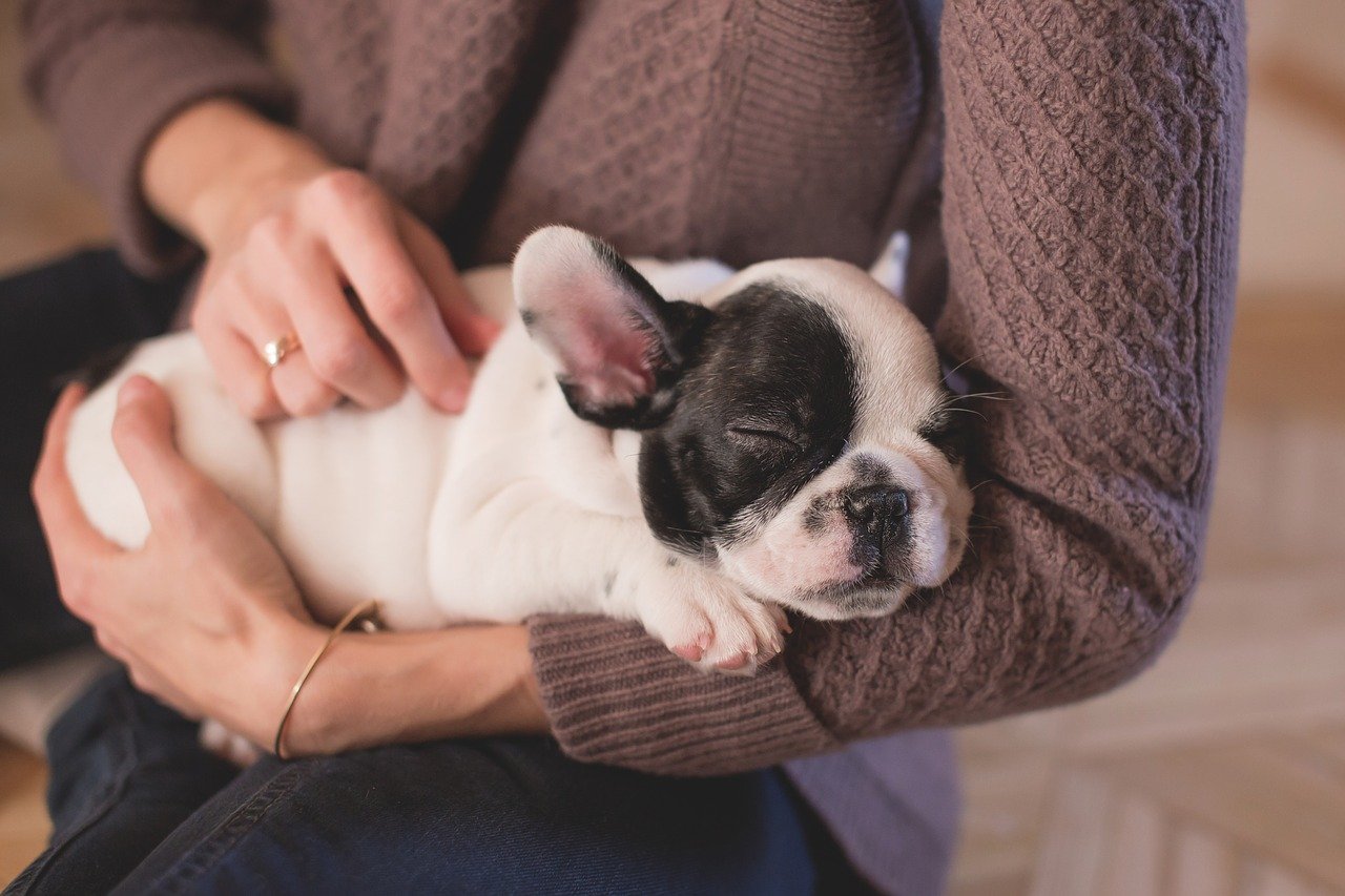 Commonly Asked Questions About Your New Puppy