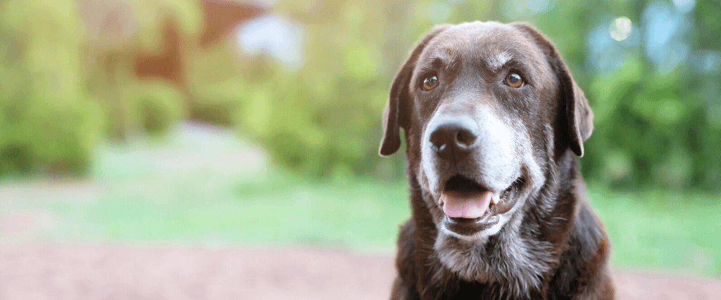 Arthritis In Dogs &amp; Cats
