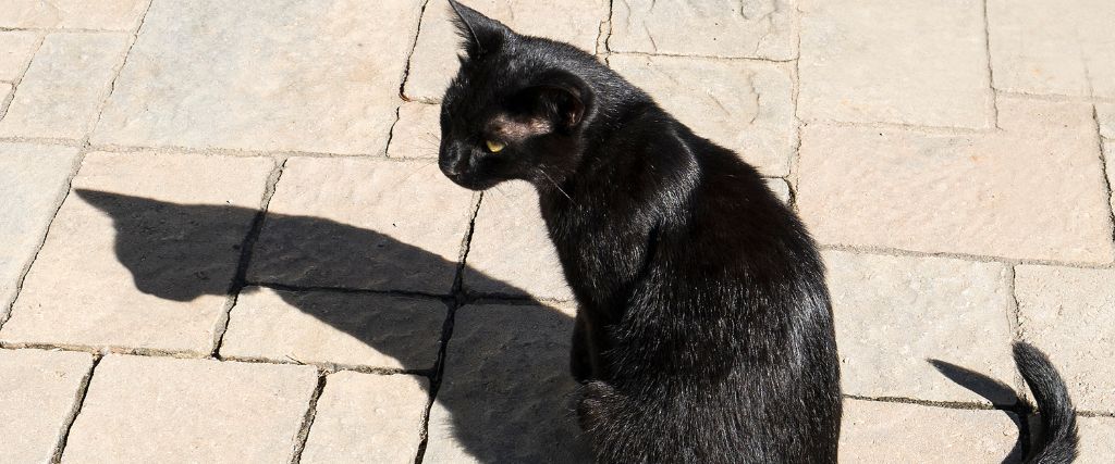 Celebrating the Mysterious Elegance: Black Cat Appreciation Day