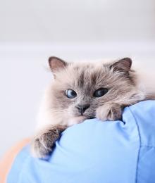 The Secret to Knowing Whether Your Cat Needs to Go to the Vet