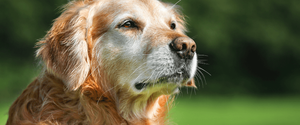 Cognitive Dysfunction In Senior Pets