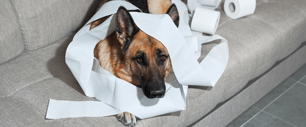 Home Alone? How to Keep Your Dog Happy
