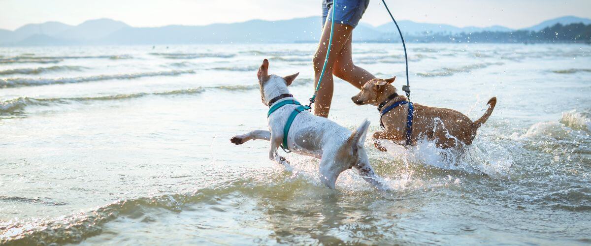 10 Smart Reasons for Keeping Your Dog on a Leash