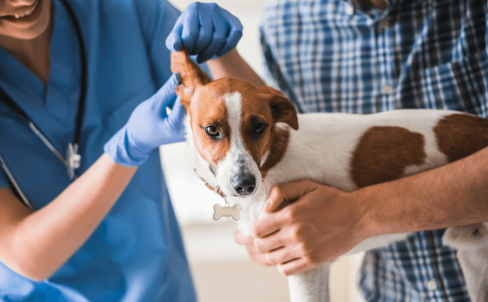 An Exam Before Vaccines: Does My Pet Really Need This?