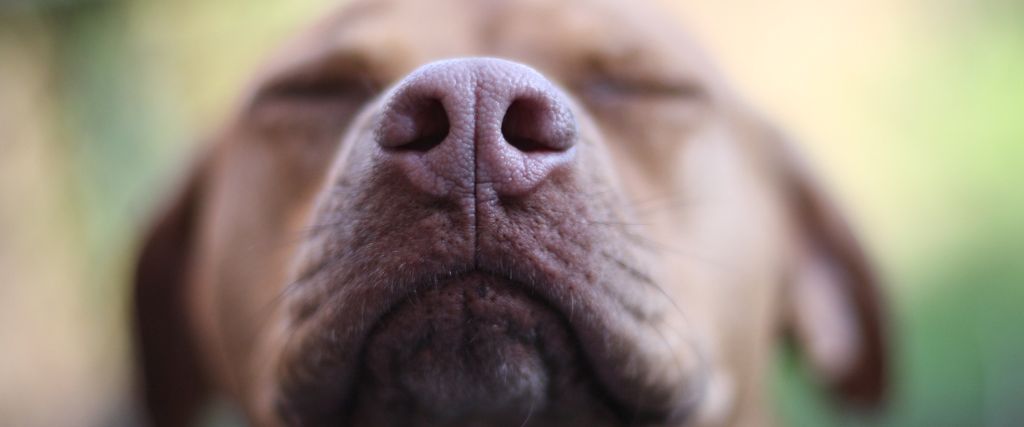 Sniffing Out the Truth: Essential Oil Safety for Pets