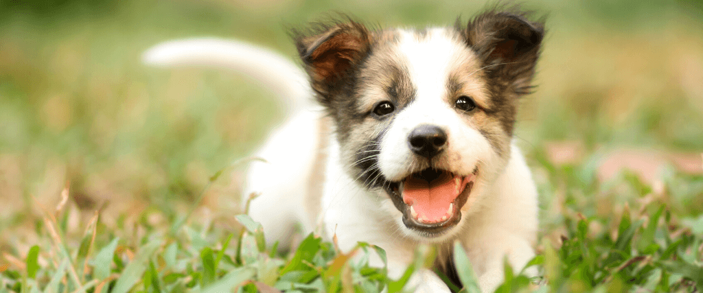 Frequently Asked Questions About Puppy Behavior and Training, Answered by a Veterinarian