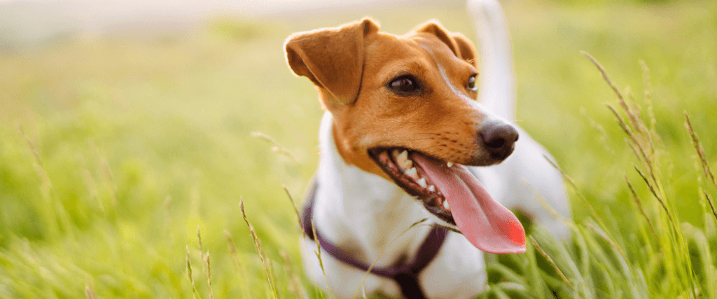 Fleas and Ticks:  Protecting Your Pets and Home