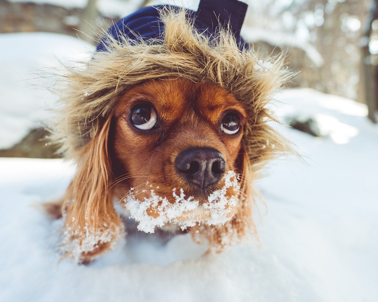 Warm and Fuzzy: 6 Winter Storm Safety Tips For Your Pets