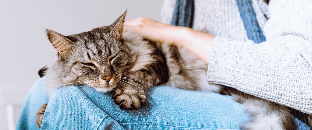 Heartworm in Cats: Why You Shouldn&#039;t Wait Until There Are Symptoms